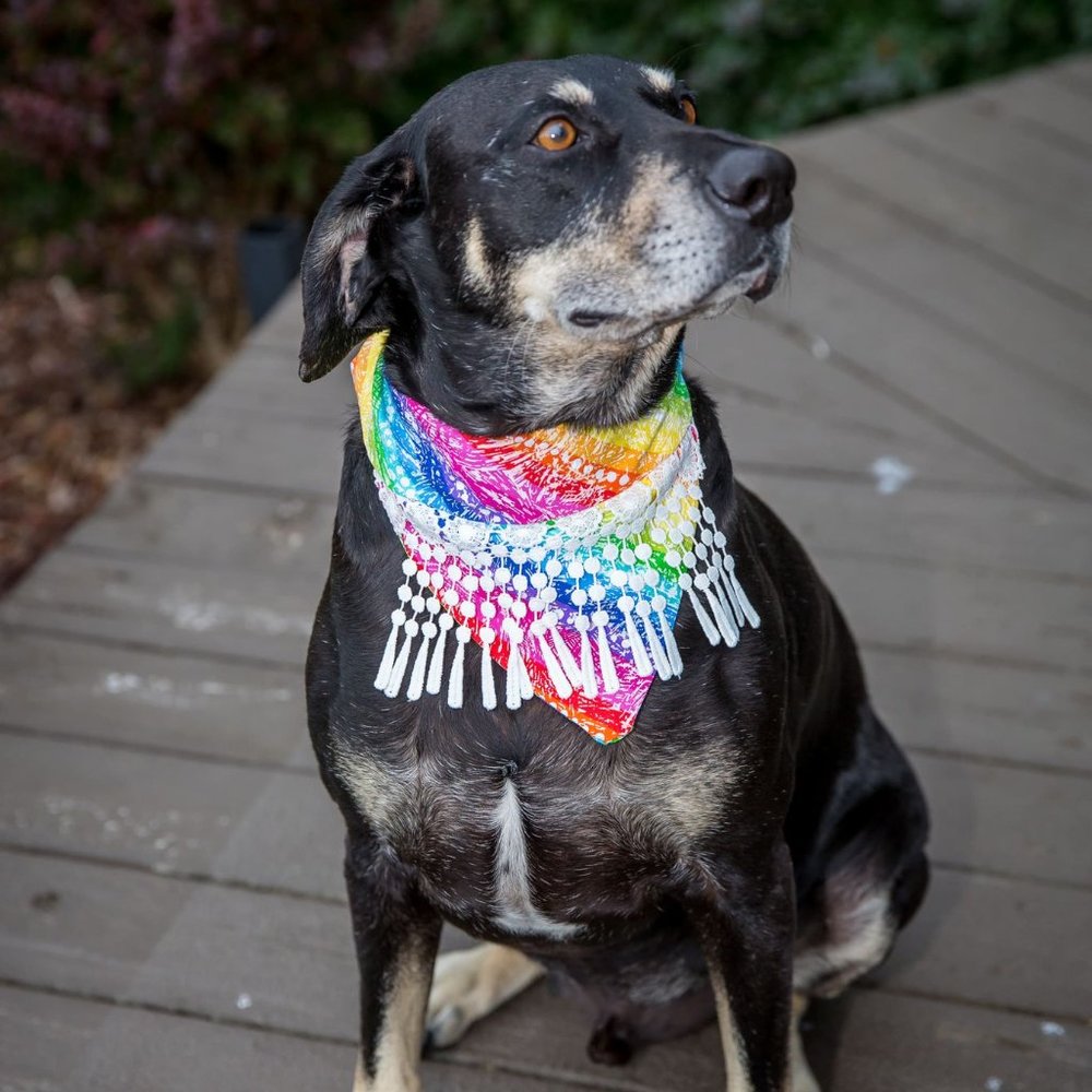 Rainbow Full Tassel / Over the collar Pet Dog Bandana
